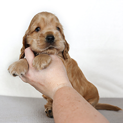 Endless Dream Faledo - 10,5 weeks