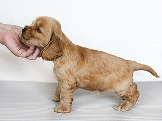Endless Dream Faledo - 10,5 weeks