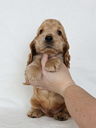 Endless Dream Faledo - 6 weeks