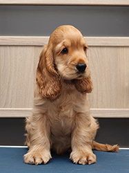 Endless Dream Faledo - 9,5 weeks