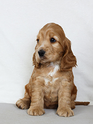 Endless Emotion Faledo - 6 weeks