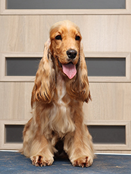 Endless Emotion Faledo - 15 months